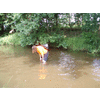 Lekker pootjebaden in de Dommel