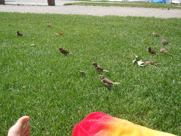 Een heleboel zeldzame vogels