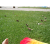 Een heleboel zeldzame vogels