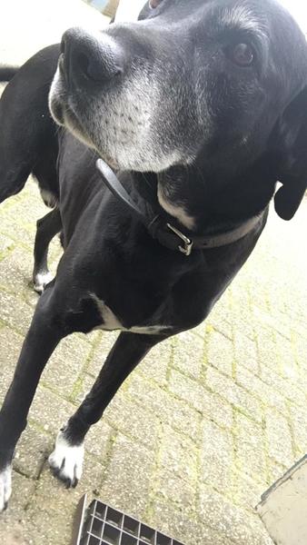 Het huisje werd geleverd inclusief hond