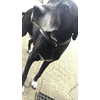 Het huisje werd geleverd inclusief hond