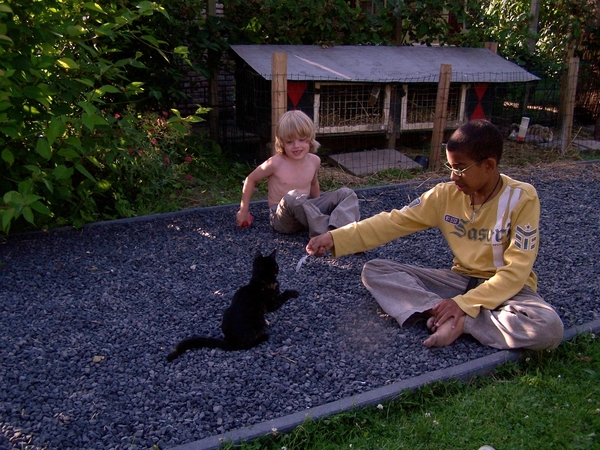 Katten houden van veertjes